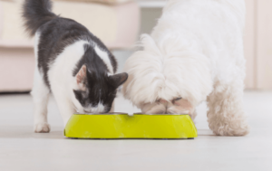 Pet Nutrition Counseling Near Me - Companion Veterinary Hospital of Wayne